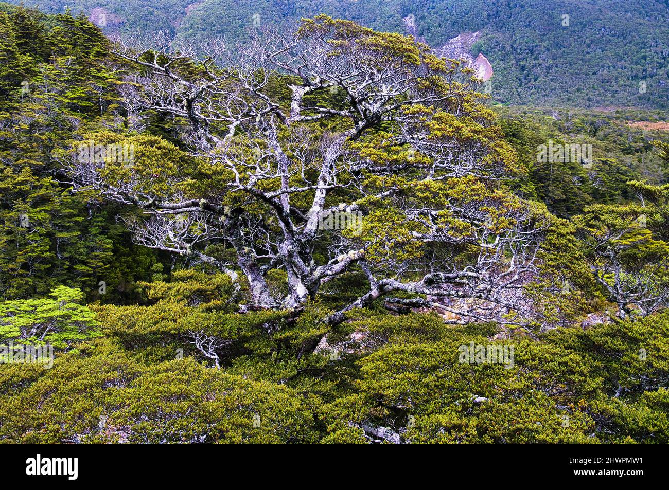 Gnarled old mountain beech tree (Nothofagus solandri var. cliffortioides) in the alpine forest of Mount Ruapehu, North Island, New Zealand Stock Photo