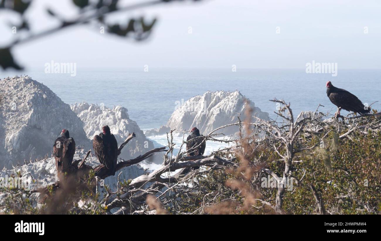 Turkey vulture, scavenger carnivorous buzzard birds waiting or hunting. Flock of brown pelicans, rocky island cliff in ocean, Point Lobos, Monterey wildlife, California coast, USA. Wild animals colony Stock Photo