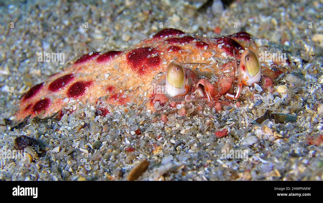 Boc Crab, Calappa granulatta, Cabo Cope Puntas del Calnegre Regional Park, Mediterranean Sea, Murcia, Spain, Europe Stock Photo