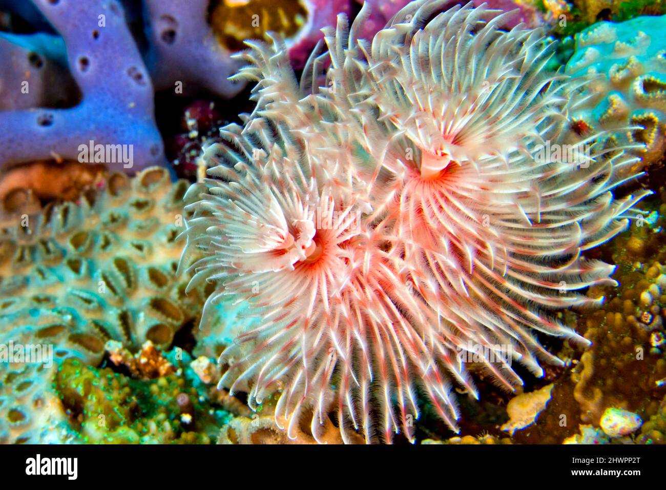 Feather Duster Worms, Tube Worm, Polychaete, Coral Reef, Bunaken