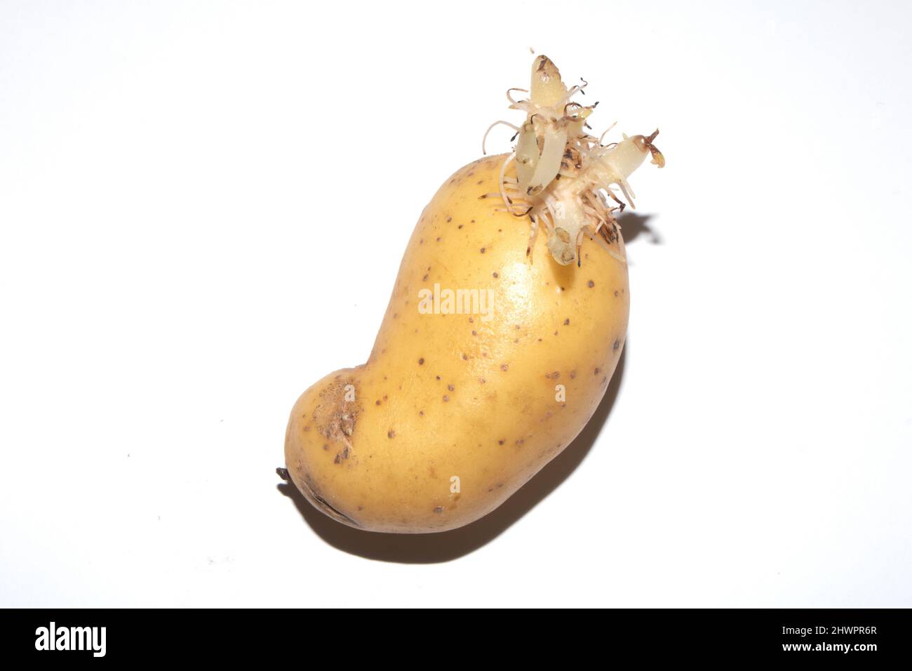 Raw potatoes eyes hires stock photography and images Alamy