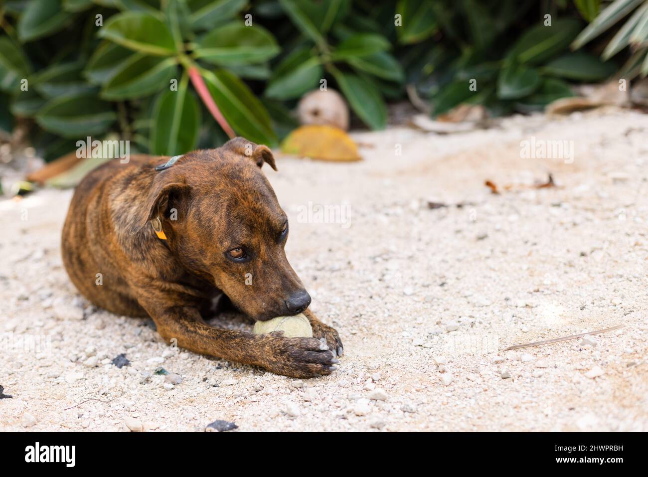 The dog playing with tennis ball in a park Stock Photo - Alamy