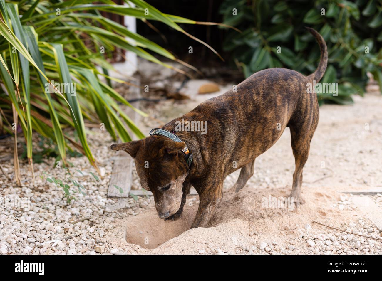 Graden dog sale