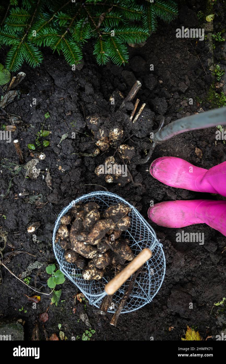 Woman digging root vegetable from dirt in basket at urban garden Stock Photo