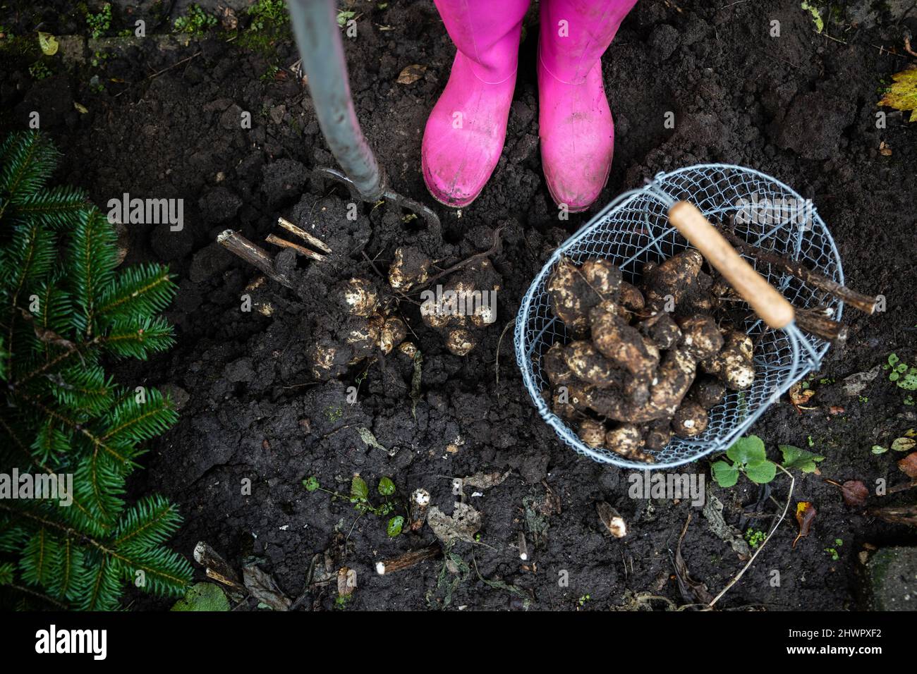 Woman digging Jerusalem Artichoke from dirt in urban garden Stock Photo