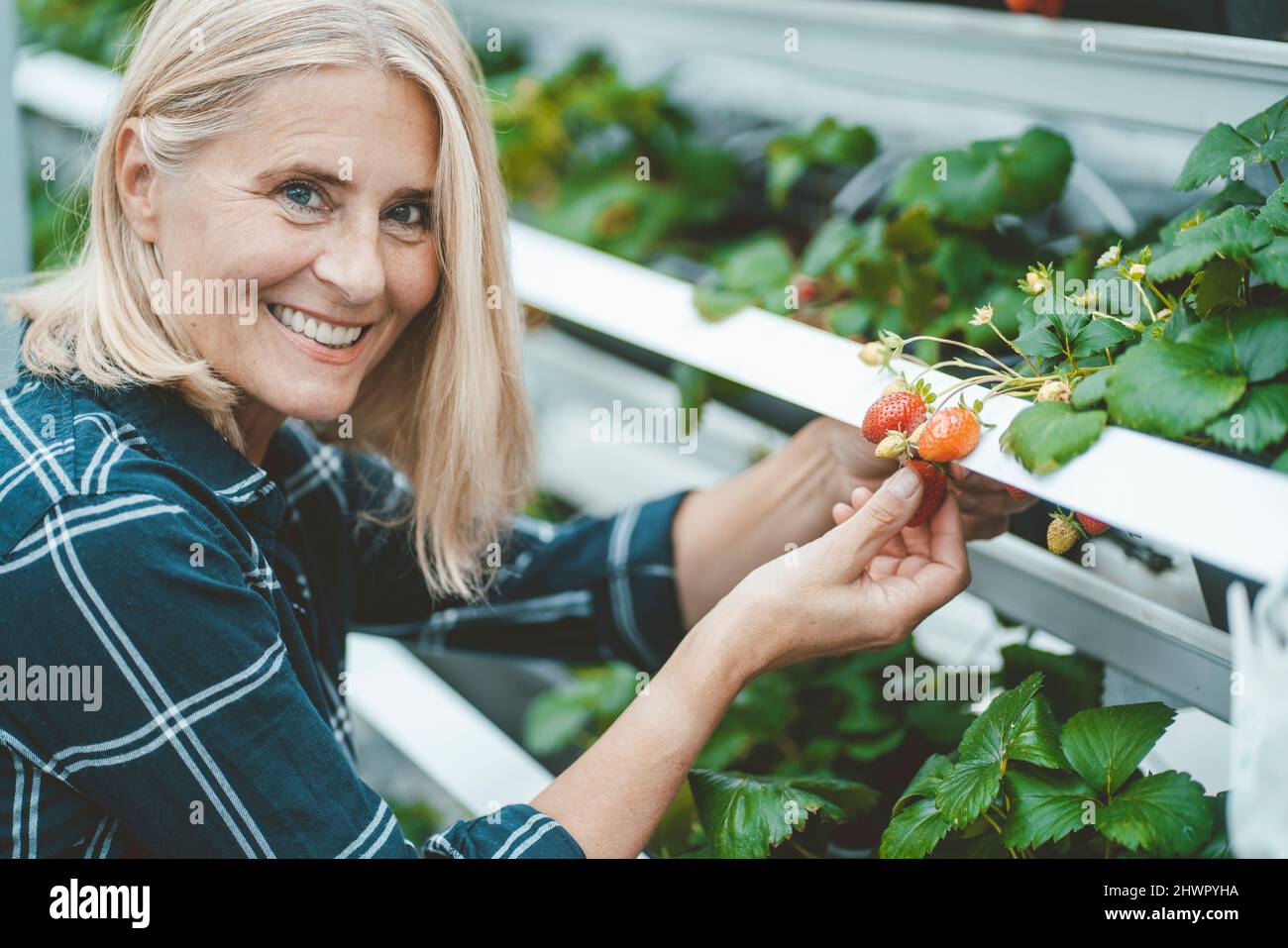 Strawberries plant hires stock photography and images Alamy