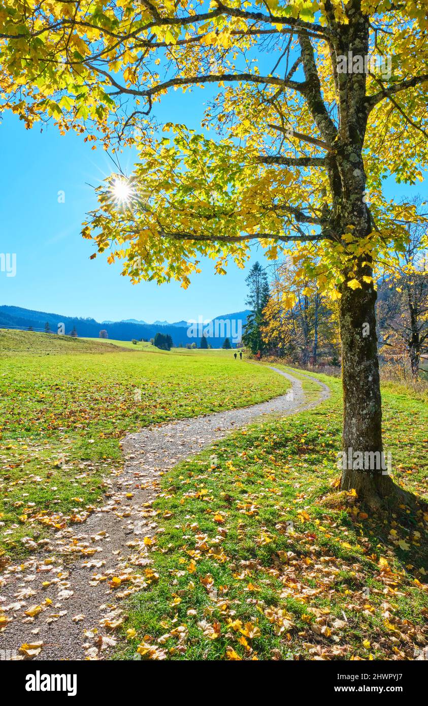 Walkway through grass and trees with fallen leaves on sunny day Stock Photo