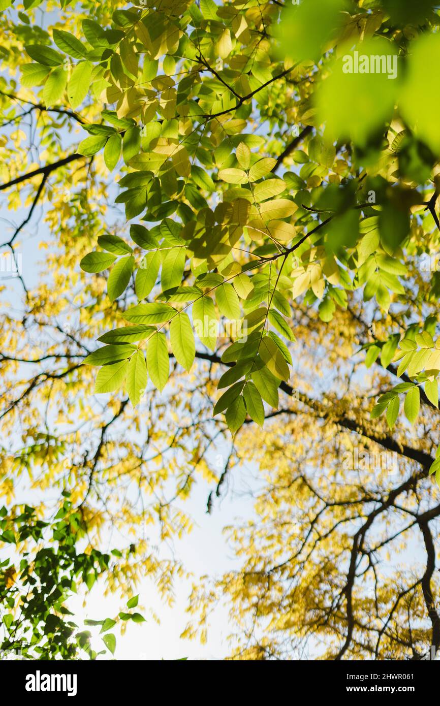 Tree branches changing color in early autumn Stock Photo - Alamy