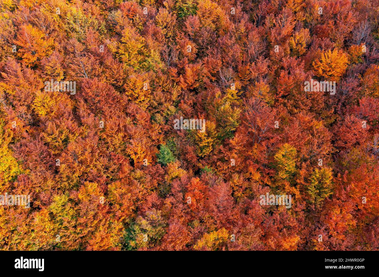Aerial view autumn deciduous forest hi-res stock photography and images ...