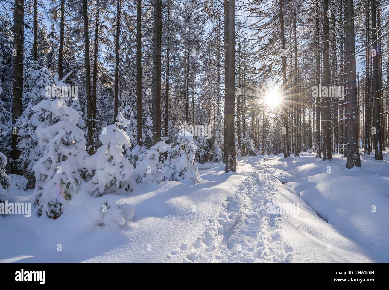 Sunbeam through tree trunks at snow covered Harz National Park in winter, Wernigerode, Saxony-Anhalt, Germany Stock Photo