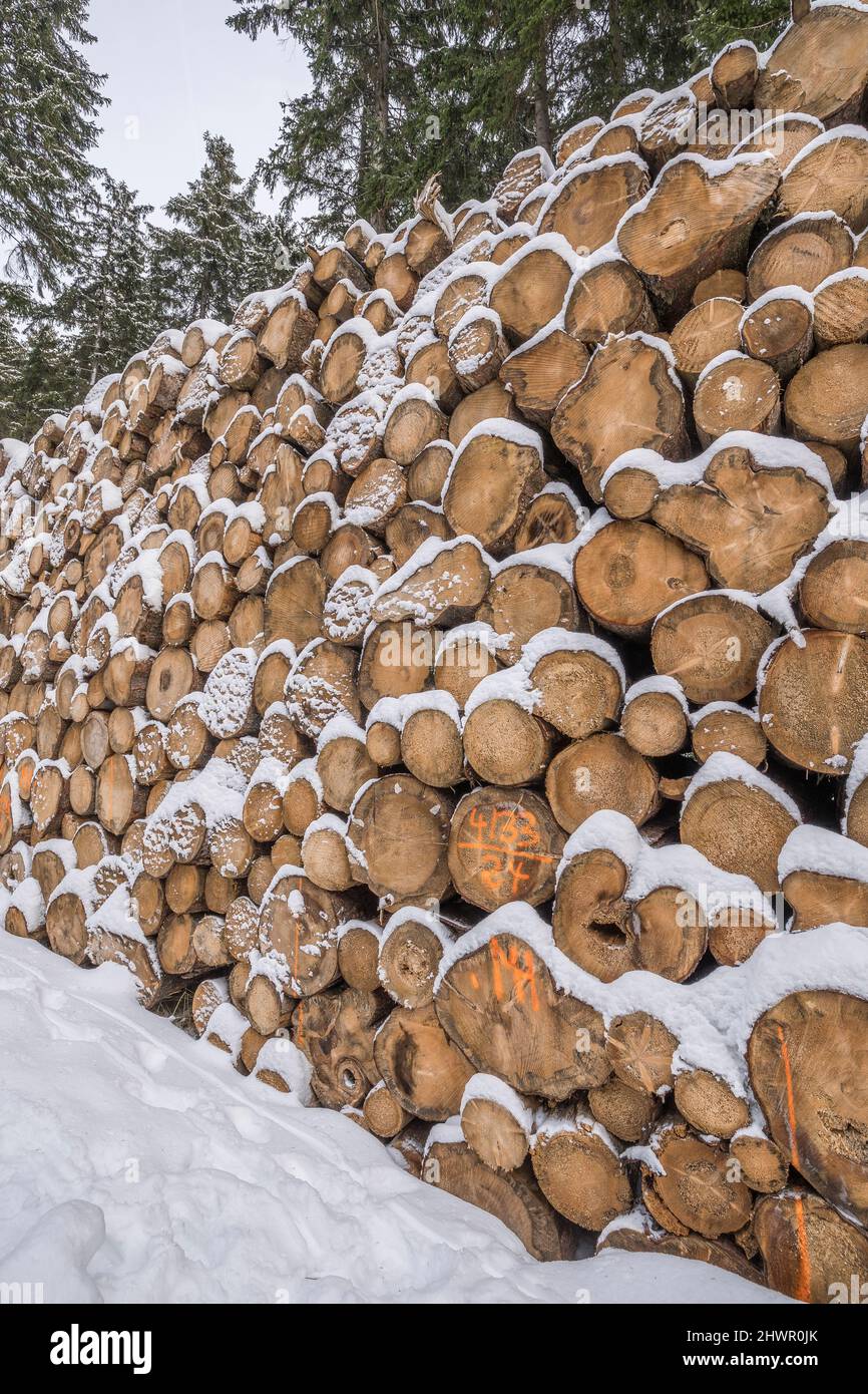 Logs with snow at Harz National Park in winter Stock Photo