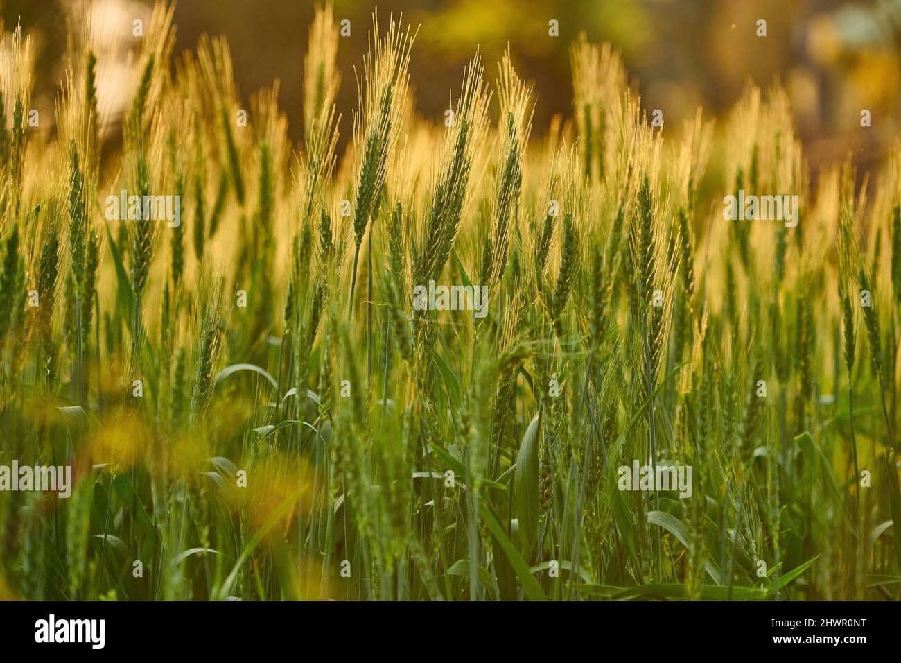 Ears of wheat in backlit spring sun in Himachal Pradesh in India. Stock Photo