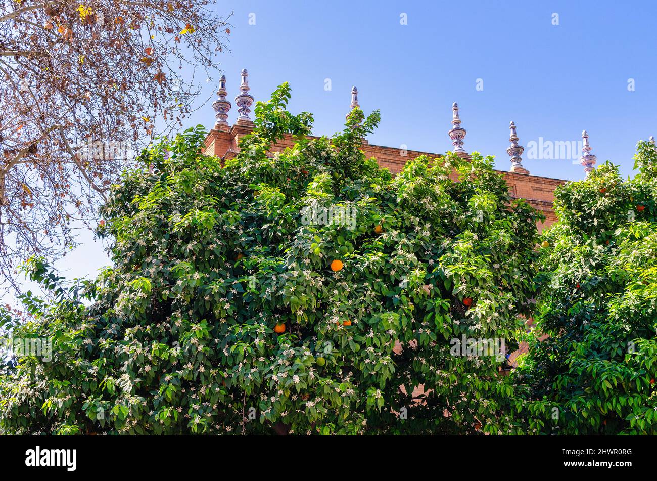 Blossom of an orange tree in Seville, Spain. Sunny day, blue sky. Stock Photo