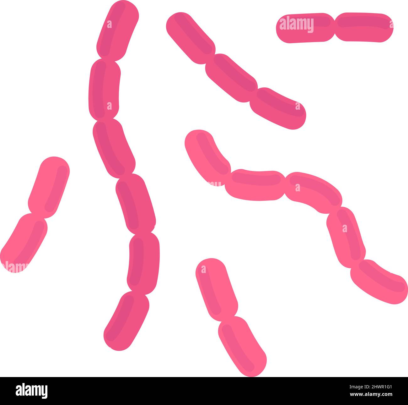 Bacilli bacteria. Pink rod cells of infection disease Stock Vector