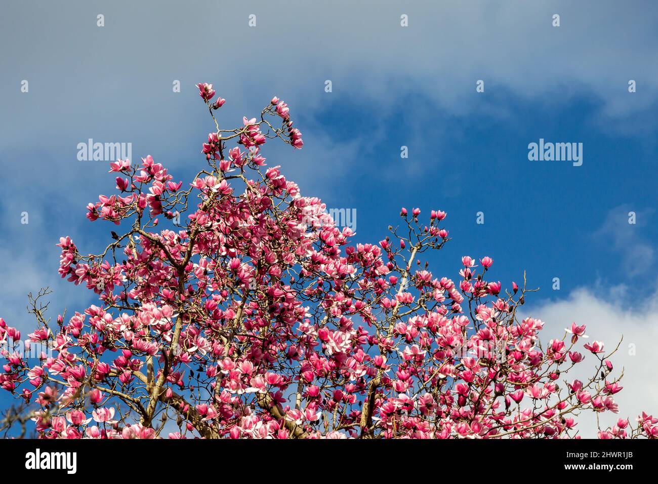Tree in early bloom hi-res stock photography and images - Alamy