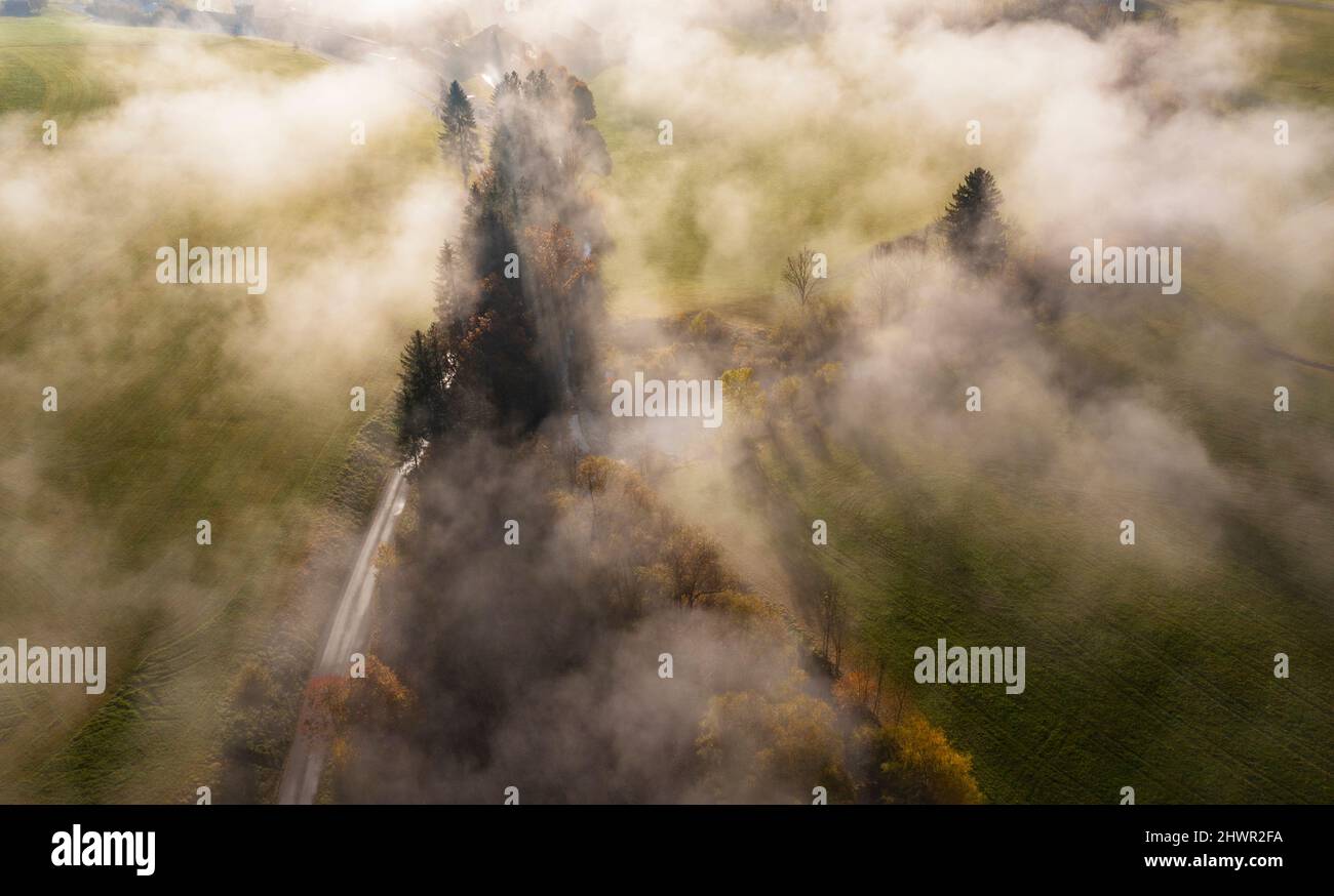 Drone view of grove of autumn trees shrouded in morning fog Stock Photo ...