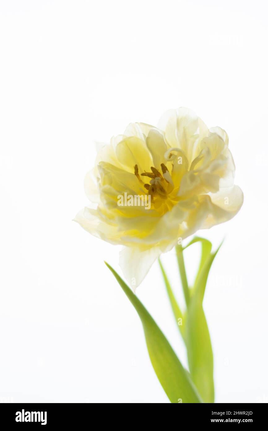 Close-up of fresh tulip against white background Stock Photo - Alamy
