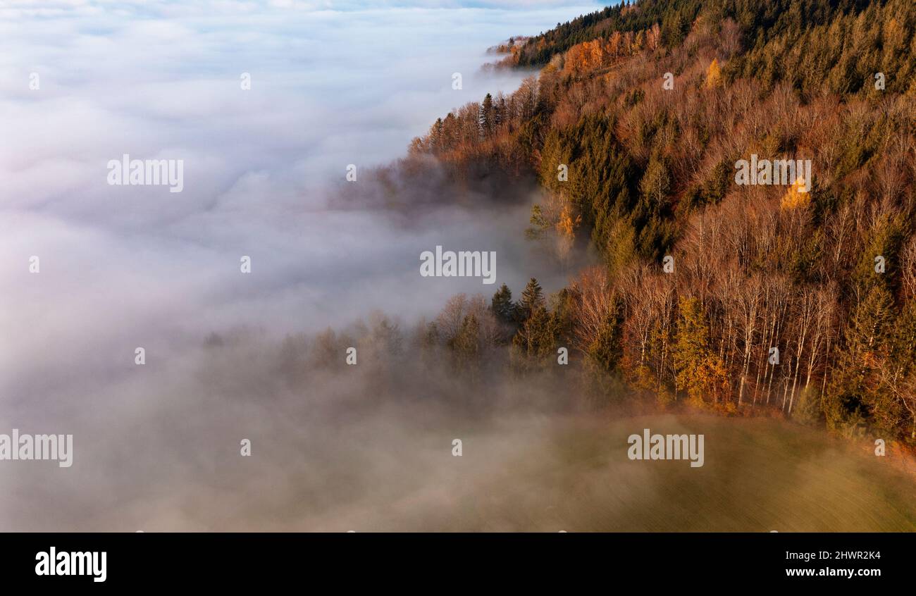 Drone view of edge of autumn forest shrouded in thick morning fog Stock ...