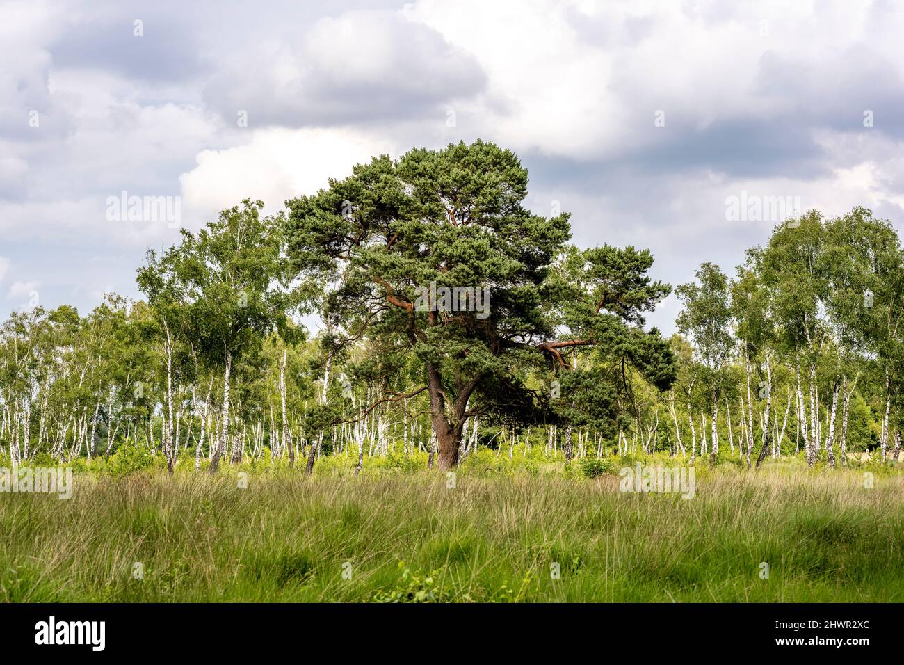 Germany, Hamburg, Green landscape of Duvenstedter Brook Nature Preserve Stock Photo