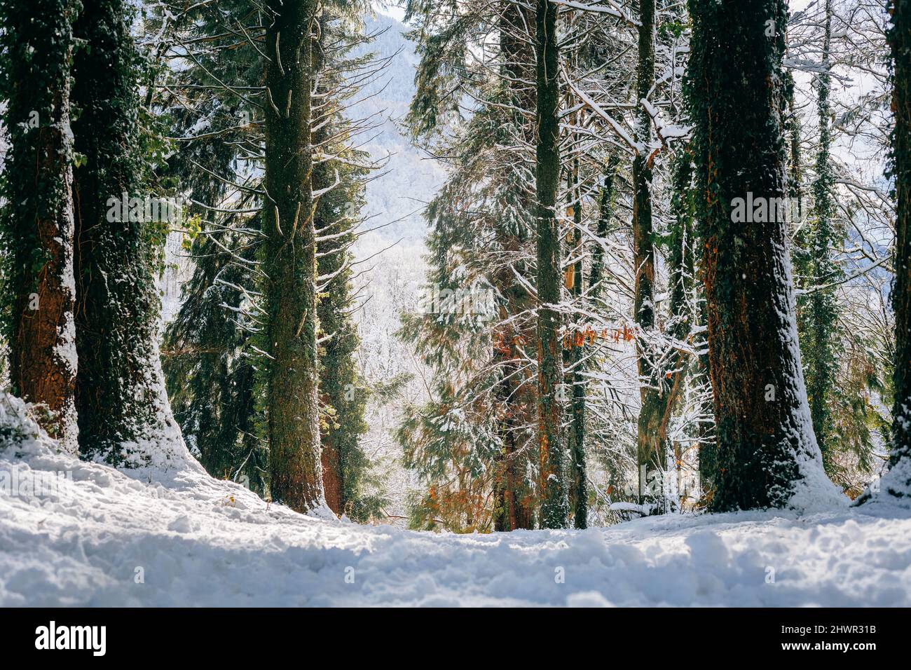 Pine tree forest in winter Stock Photo - Alamy