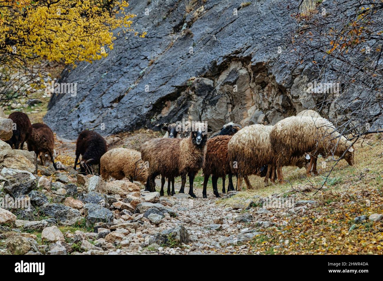 Russia, Dagestan, Gunib, Flock of sheep grazing in Caucasus Mountains during autumn Stock Photo