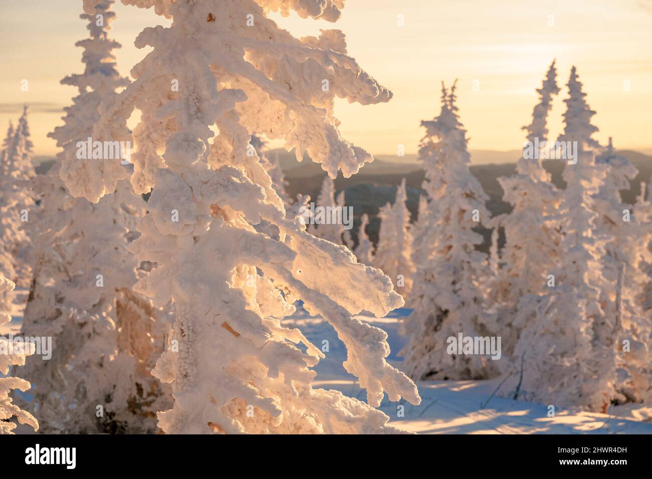 Russia forest trees hi-res stock photography and images - Alamy