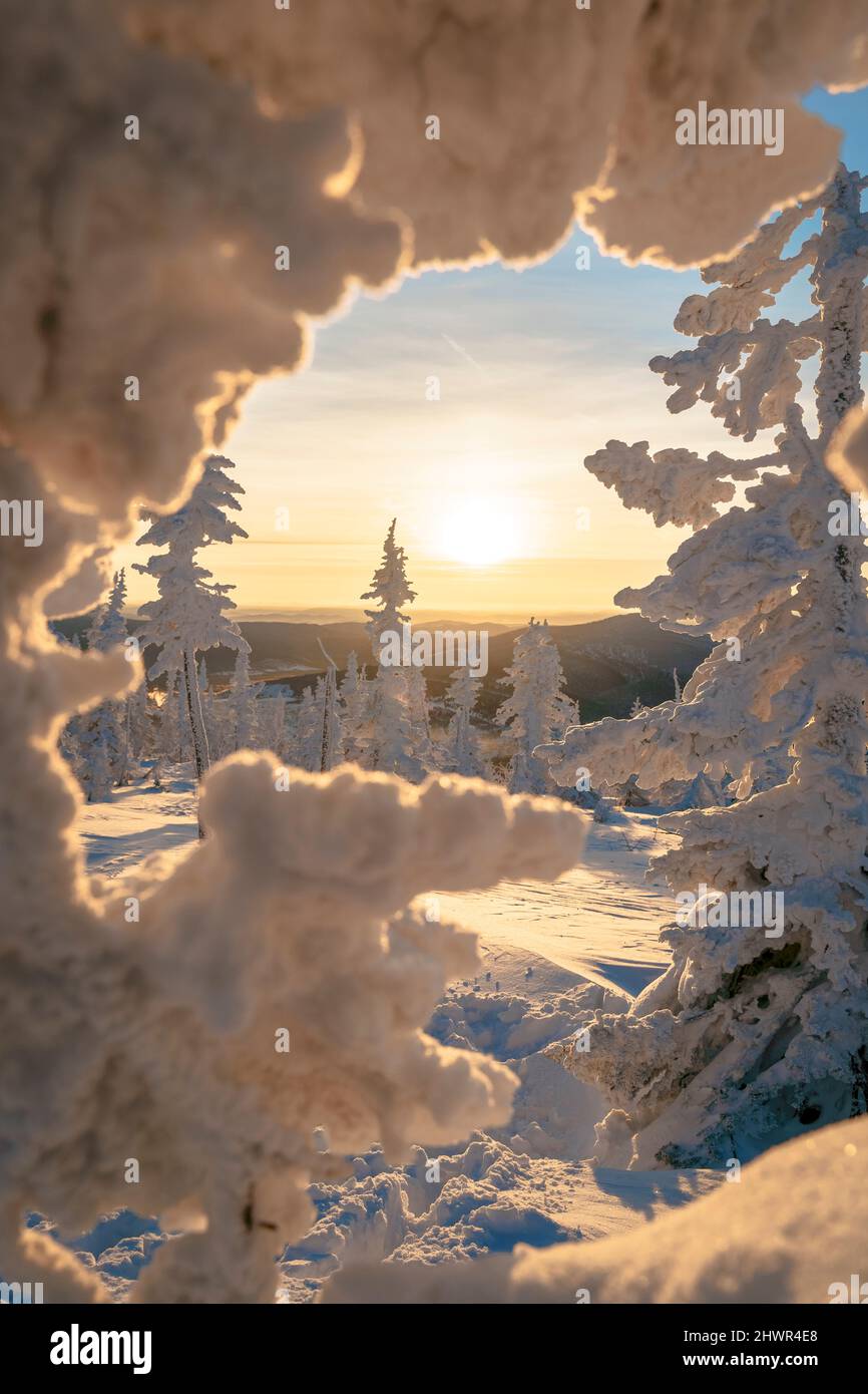 Sunrise sky seen through snow covered trees at Sheregesh, Russia Stock Photo
