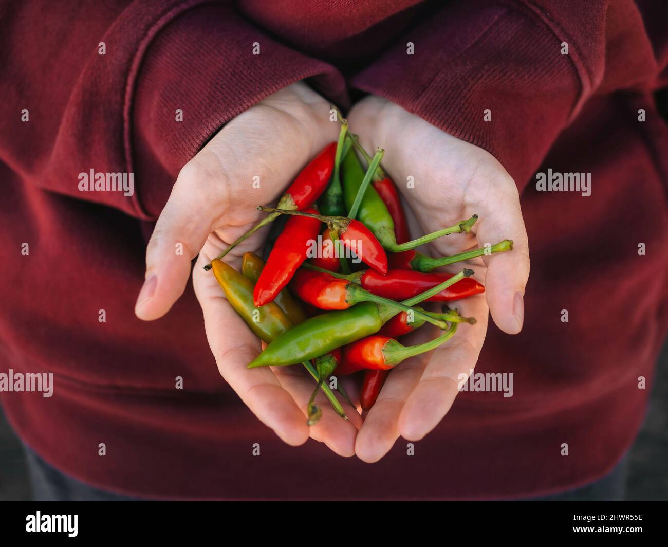 Woman with hands cupped holding fresh red and green chilies Stock Photo
