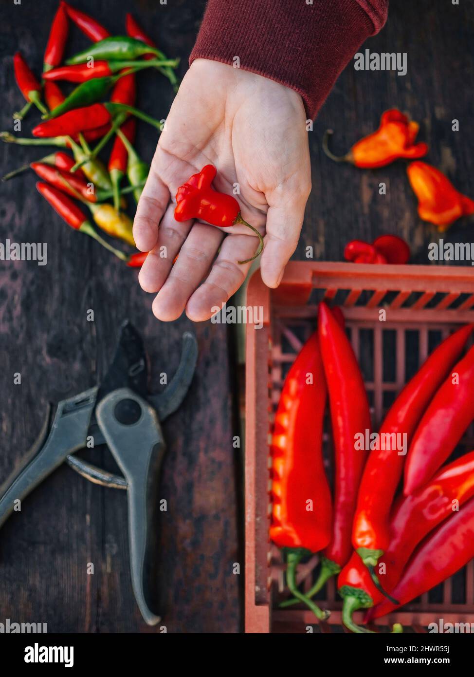 Woman with fresh red chili pepper over table Stock Photo
