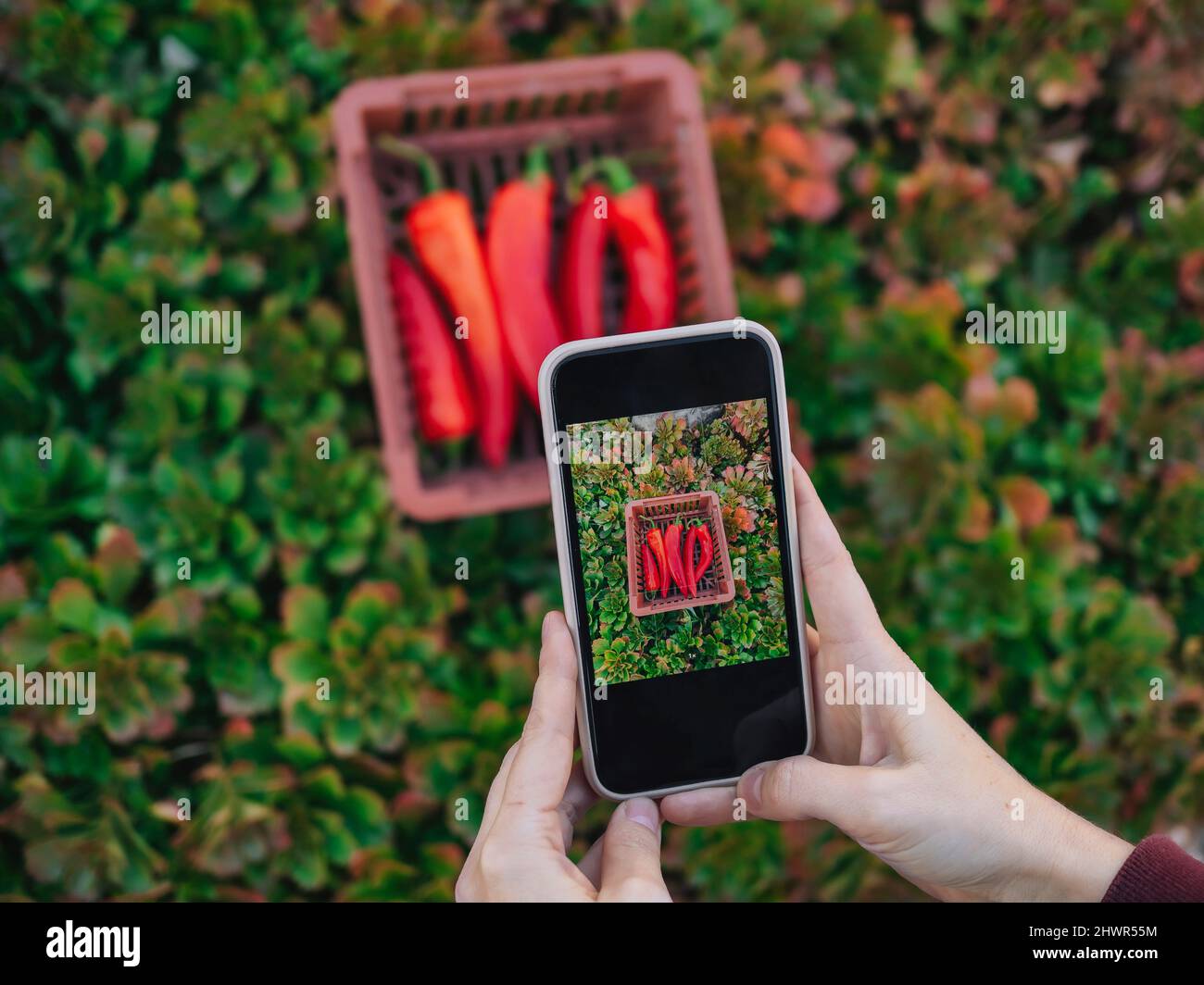 Woman photographing red chili pepper in basket through mobile phone Stock Photo
