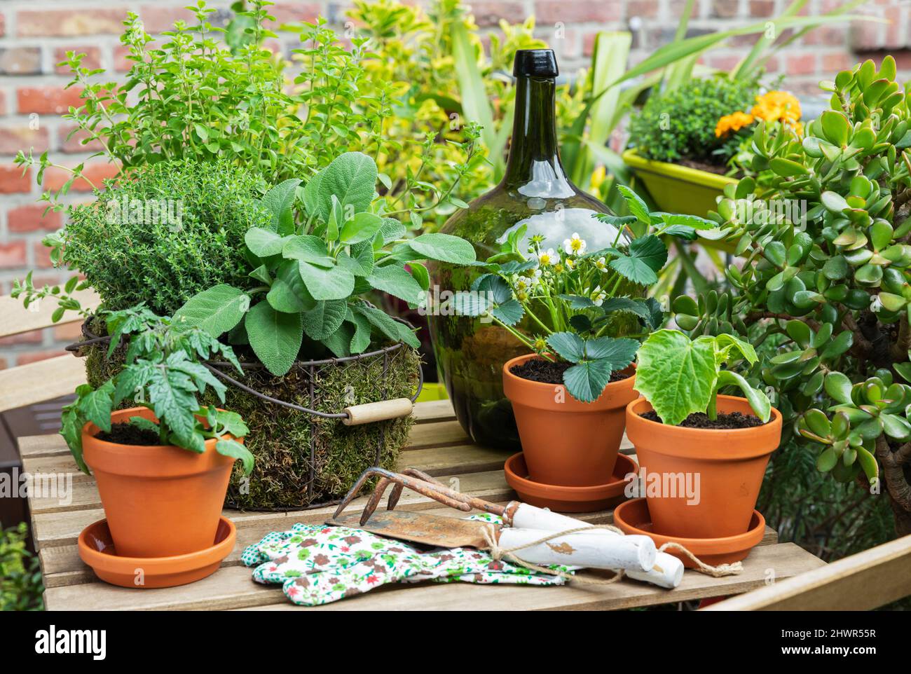Green potted herbs cultivated on balcony table Stock Photo