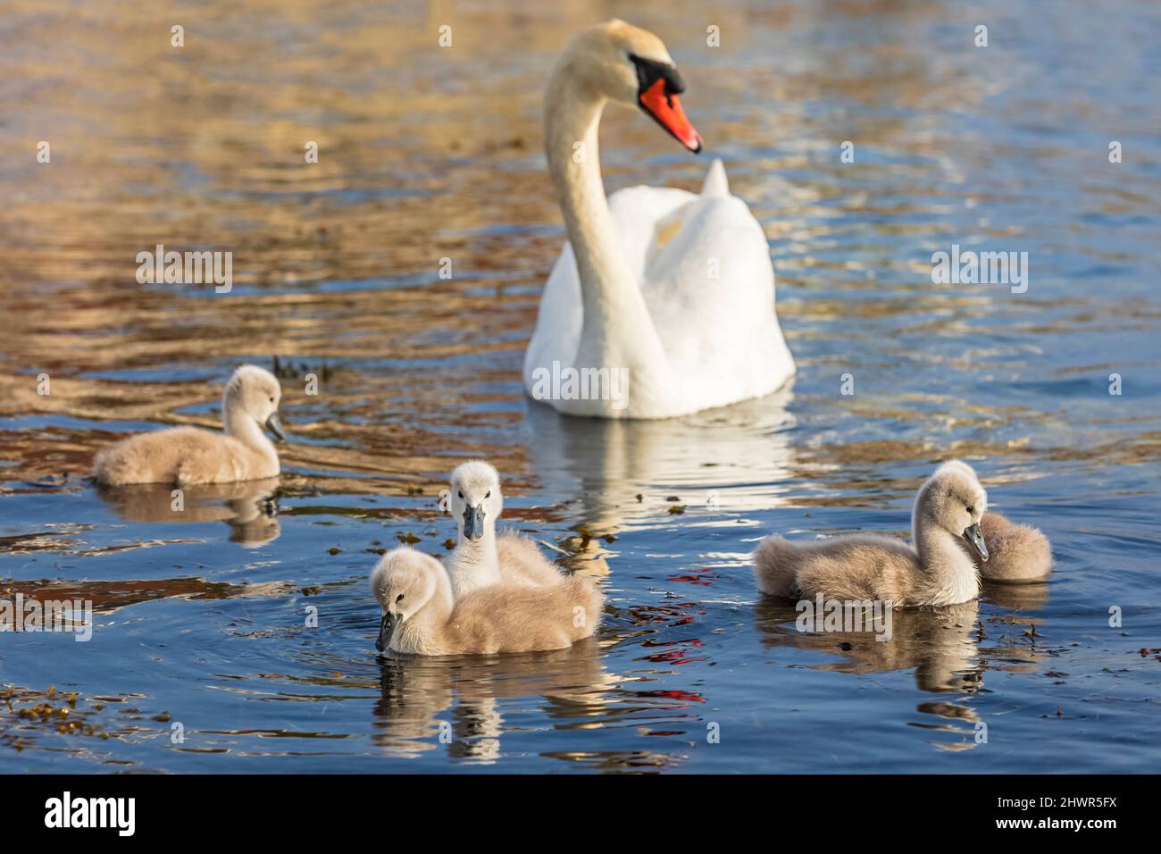 Adult swan swimming with cygnets on water Stock Photo