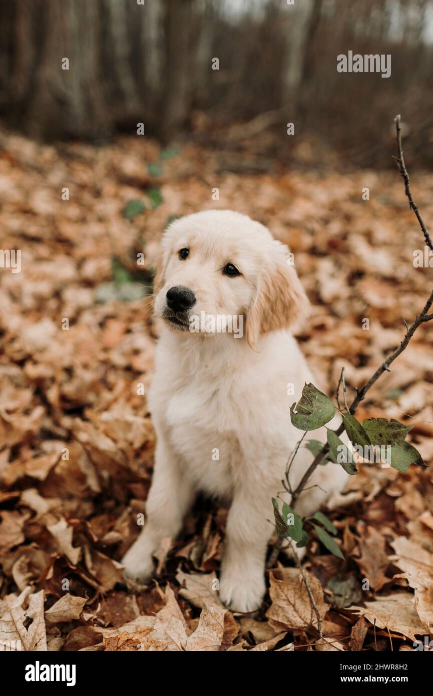 Golden retriever in autumn leaves hi-res stock photography and images ...