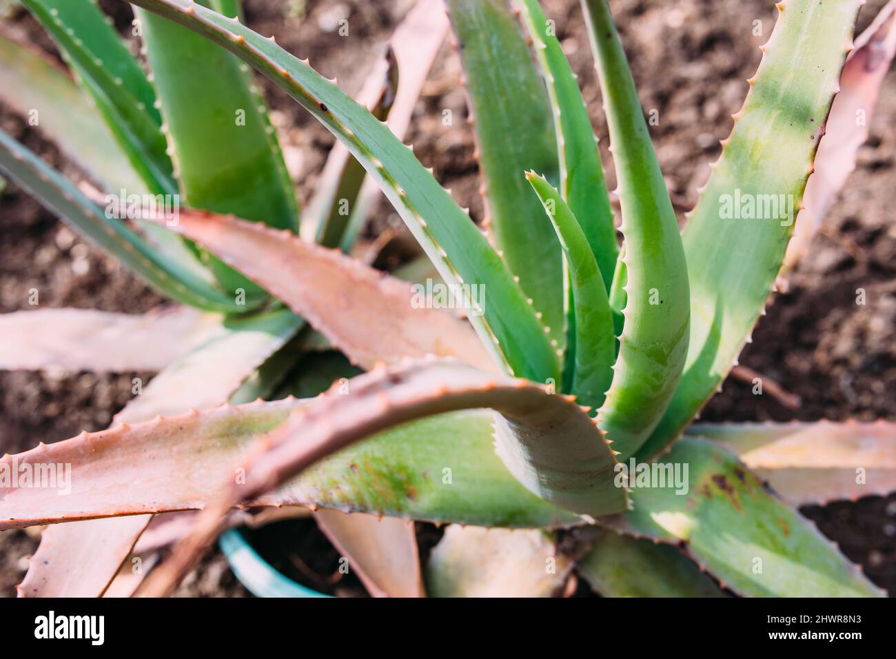 Big cactus in the pots. Cactus for decoration. Fluffy cactus with long needles. Stock Photo