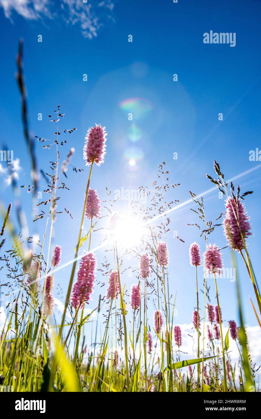 Wildflowers in low sun hi-res stock photography and images - Alamy