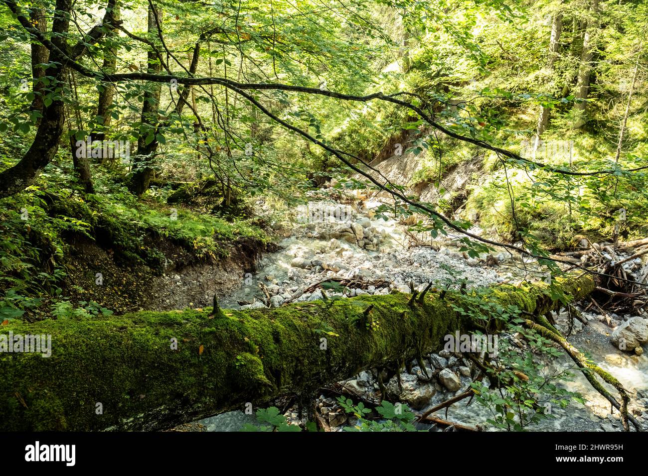 Moss covered fallen tree lying over small forest stream in Mieming Range Stock Photo