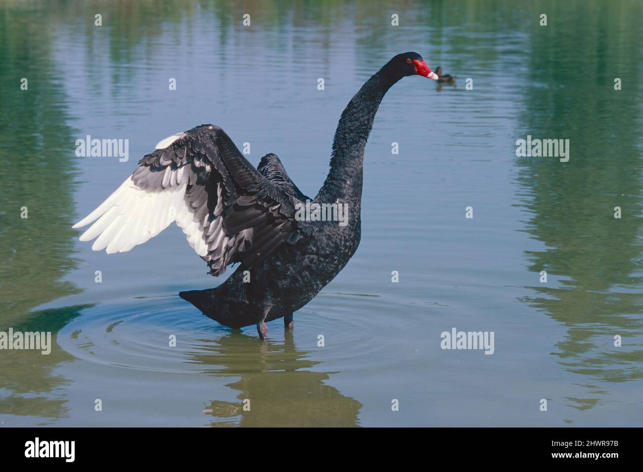 black swan at open wings in a lake, Cygnus atratus, Anatidae Stock Photo