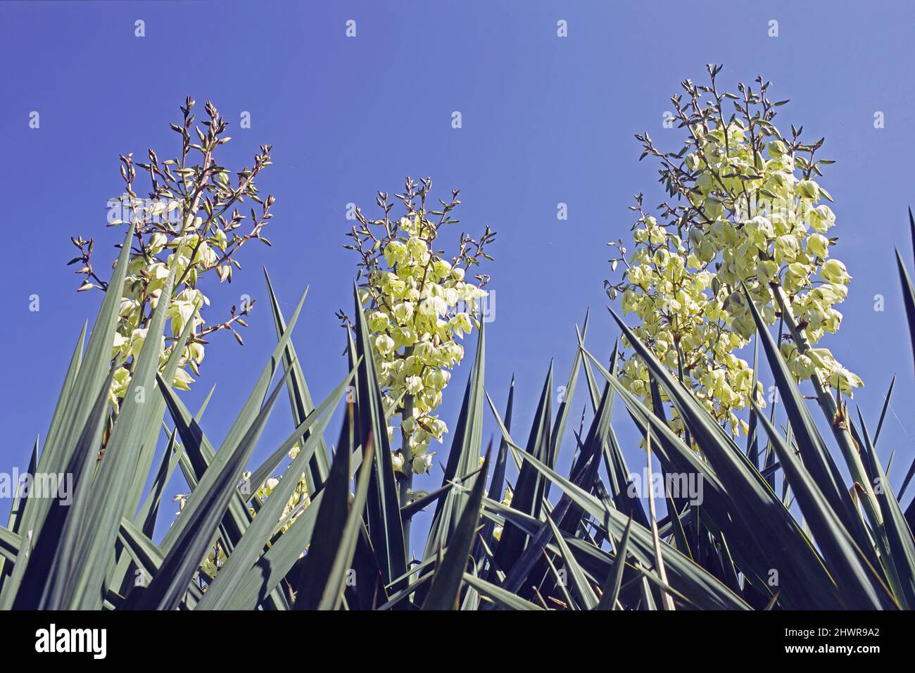 moundlily yucca in blooming, Yucca filamentosa, Agavaceae Stock Photo