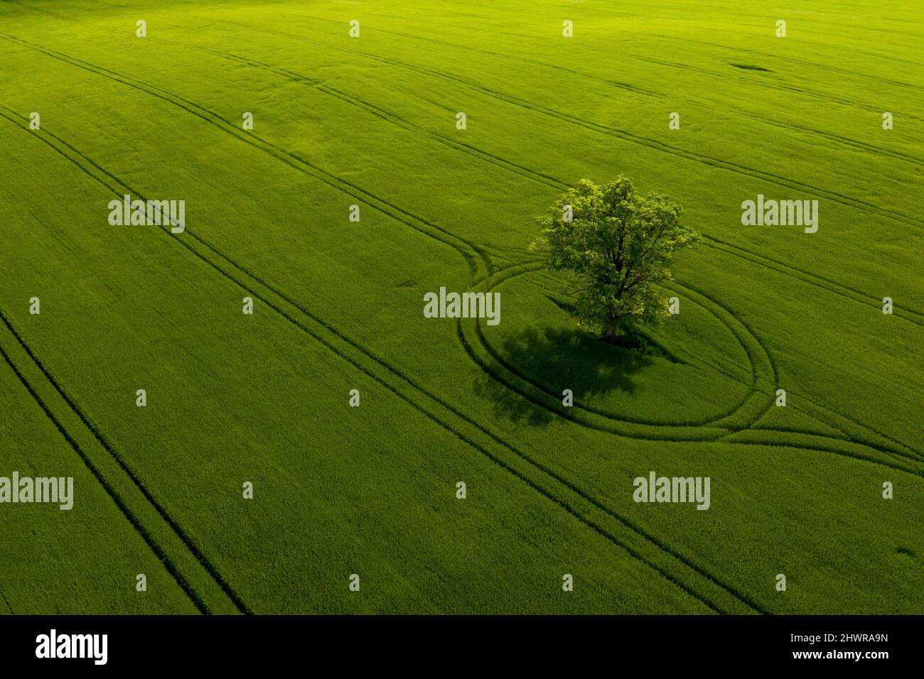 wonderful view from above on lonely tree in a green field, perfect ...