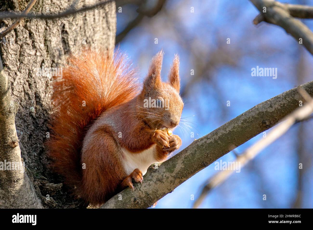 Squirrel sits on tree branch and eats a nut Stock Photo