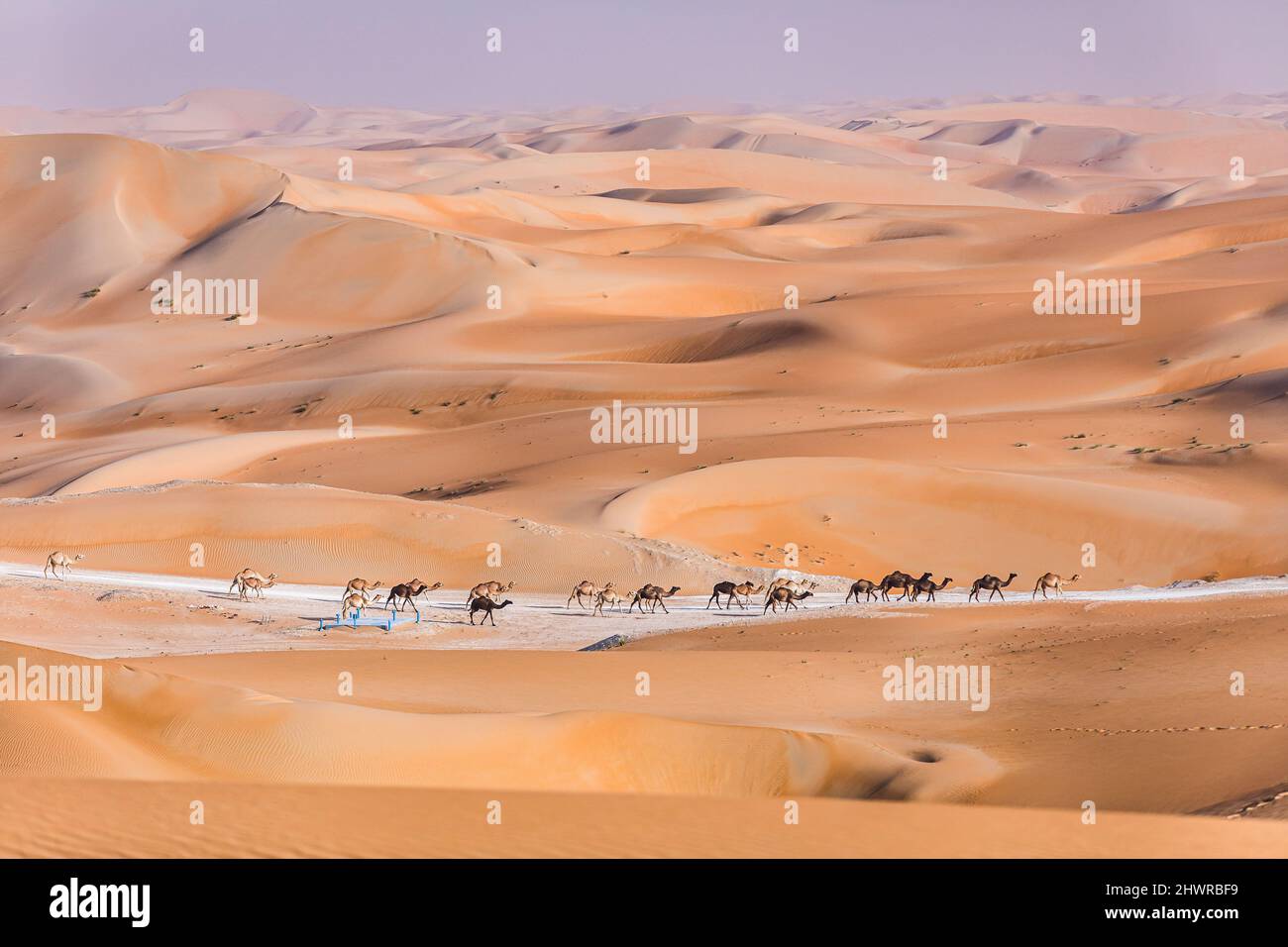Abu Dhabi, Emirats Arabes Unis. 07th Mar, 2022. Camels, chameaux during the Stage 2 of the Abu Dhabi Desert Challenge 2022, on March 7, 2022 in the Liwa Desert, in Abu Dhabi, United Arab Emirates - Photo Bastien Roux/DPPI Credit: DPPI Media/Alamy Live News Stock Photo