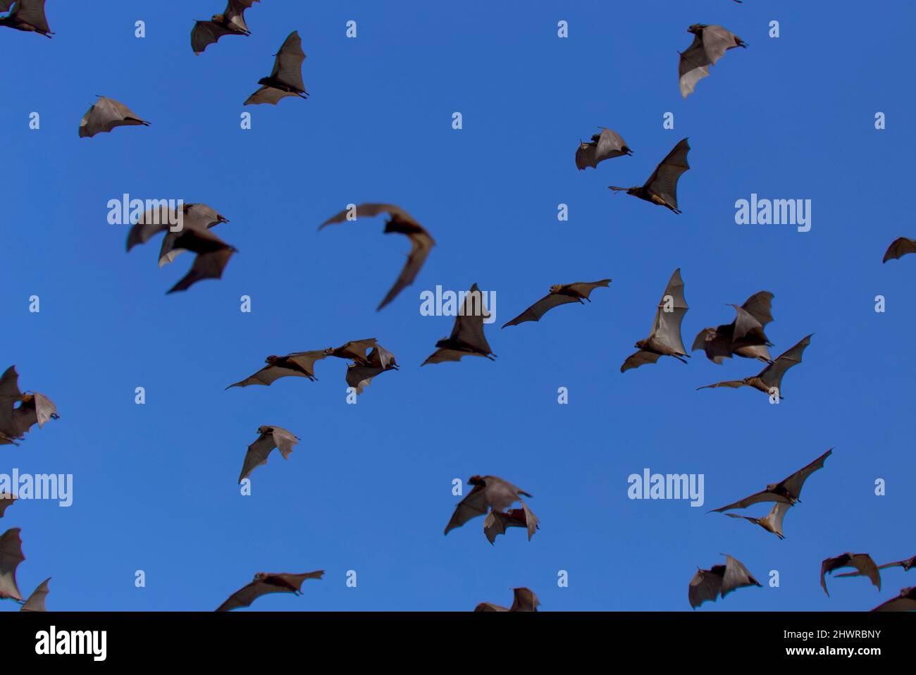 Fruit Bats at Duaringa Central Queensland Australia Stock Photo Alamy