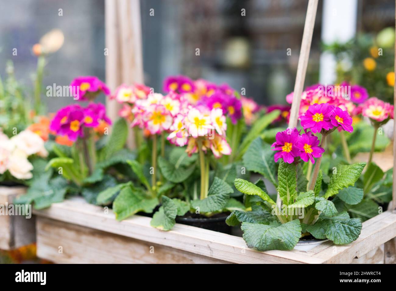 Primrose in pot hires stock photography and images Alamy