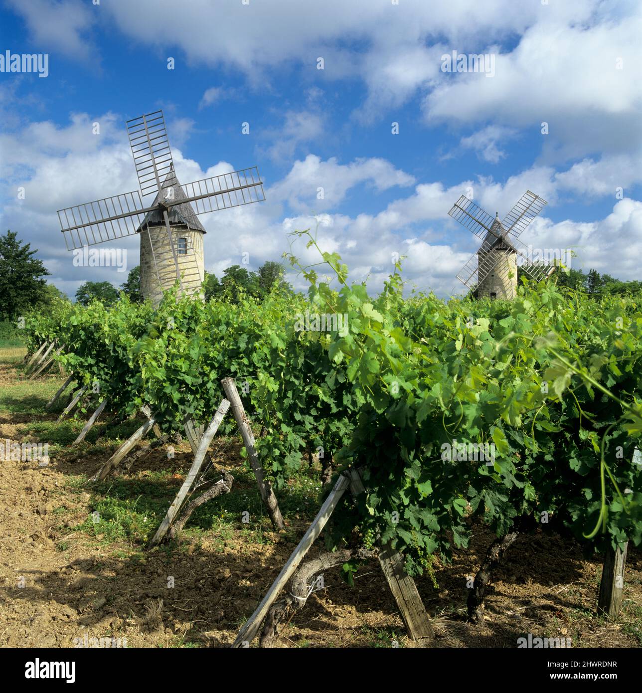 Windmills of Calon set in vineyard below a blue sky, Montagne, near Saint-Emilion, Nouvelle-Aquitaine, France, Europe Stock Photo
