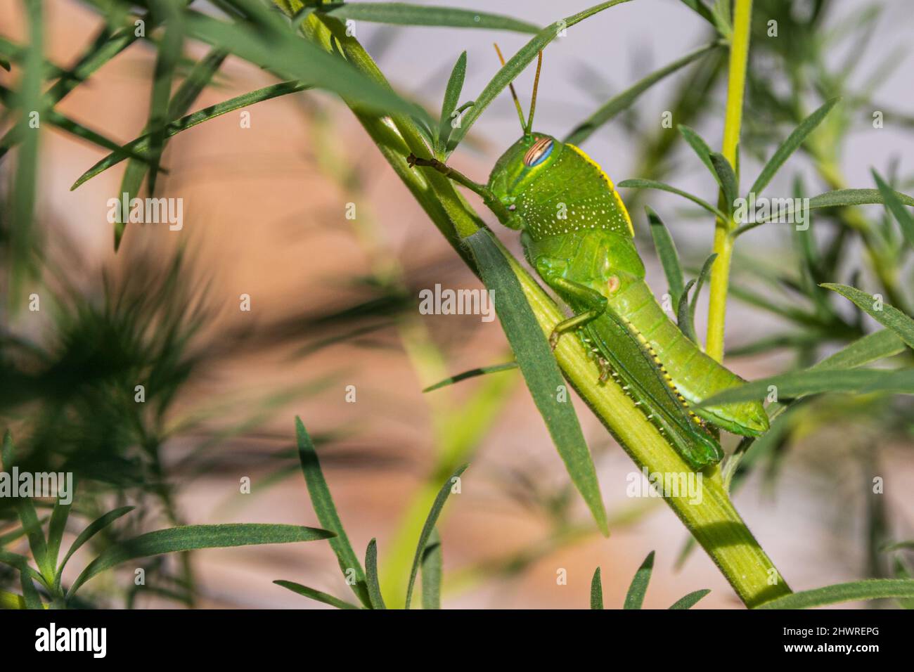 Anacridium aegyptium, Egyptian locust Climbing in a Plant Stock Photo
