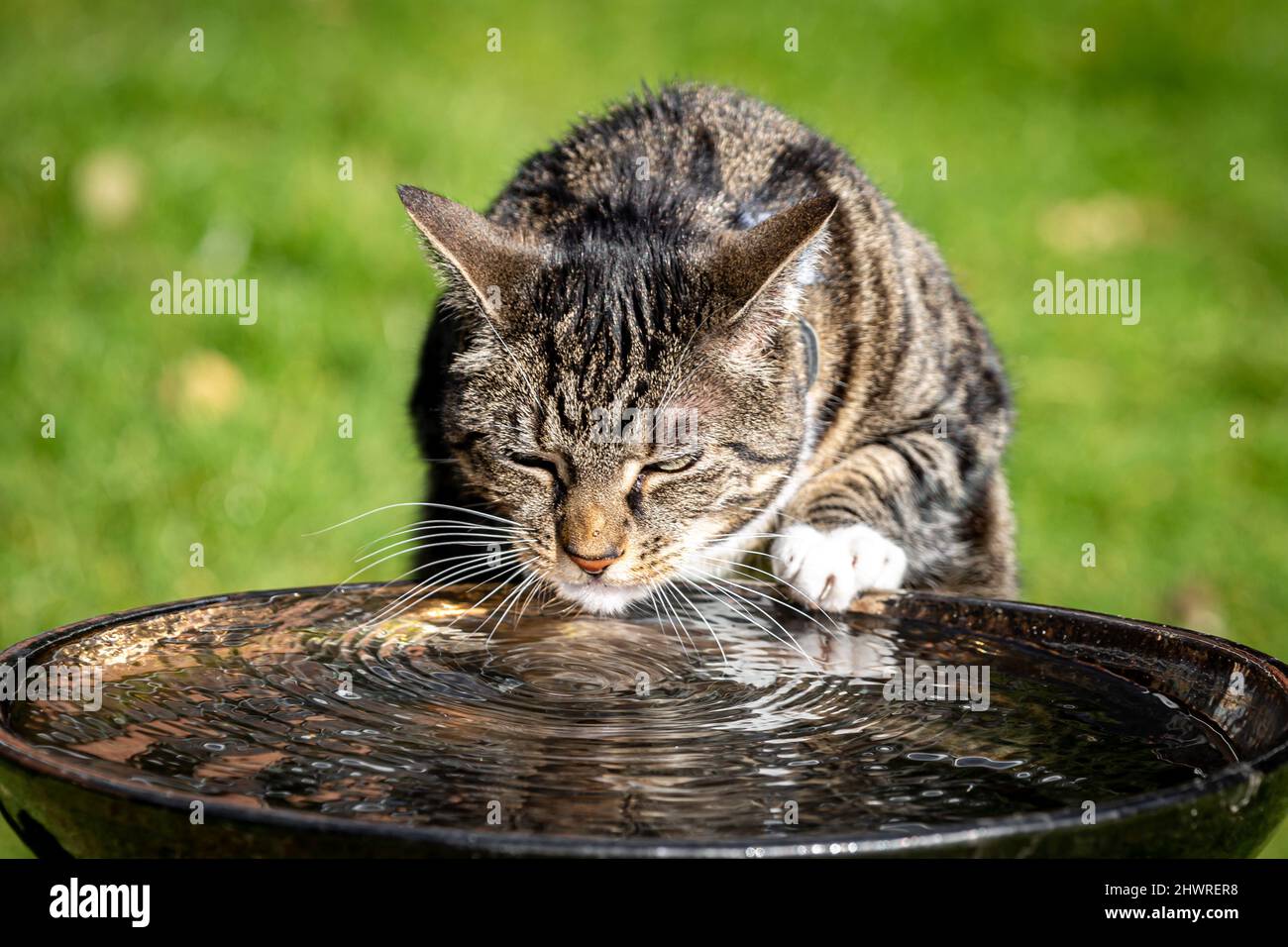 cat drinking bath water