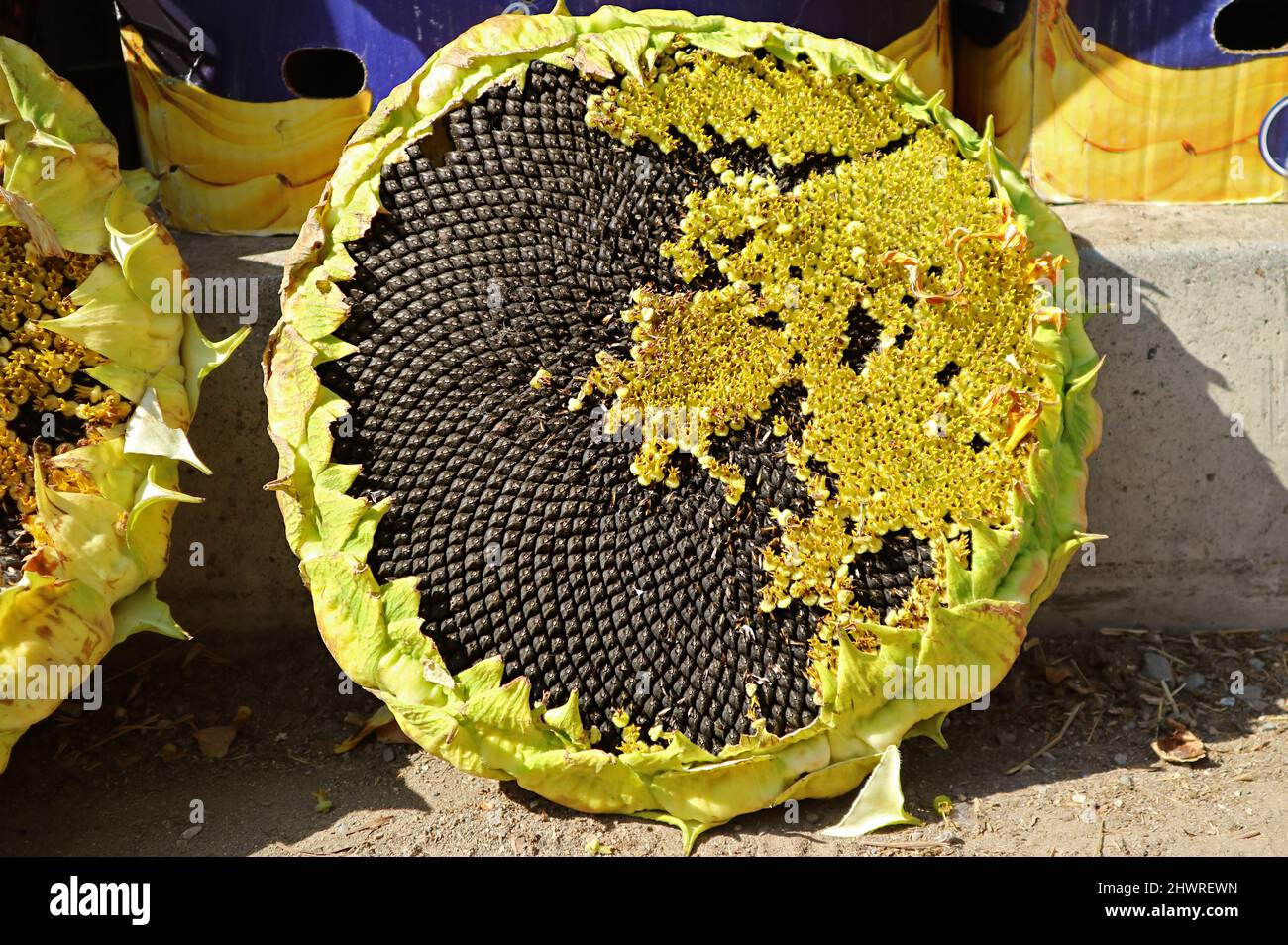 Mature Sunflower Disc Floret with Uncountable Edible Seeds for Sale in