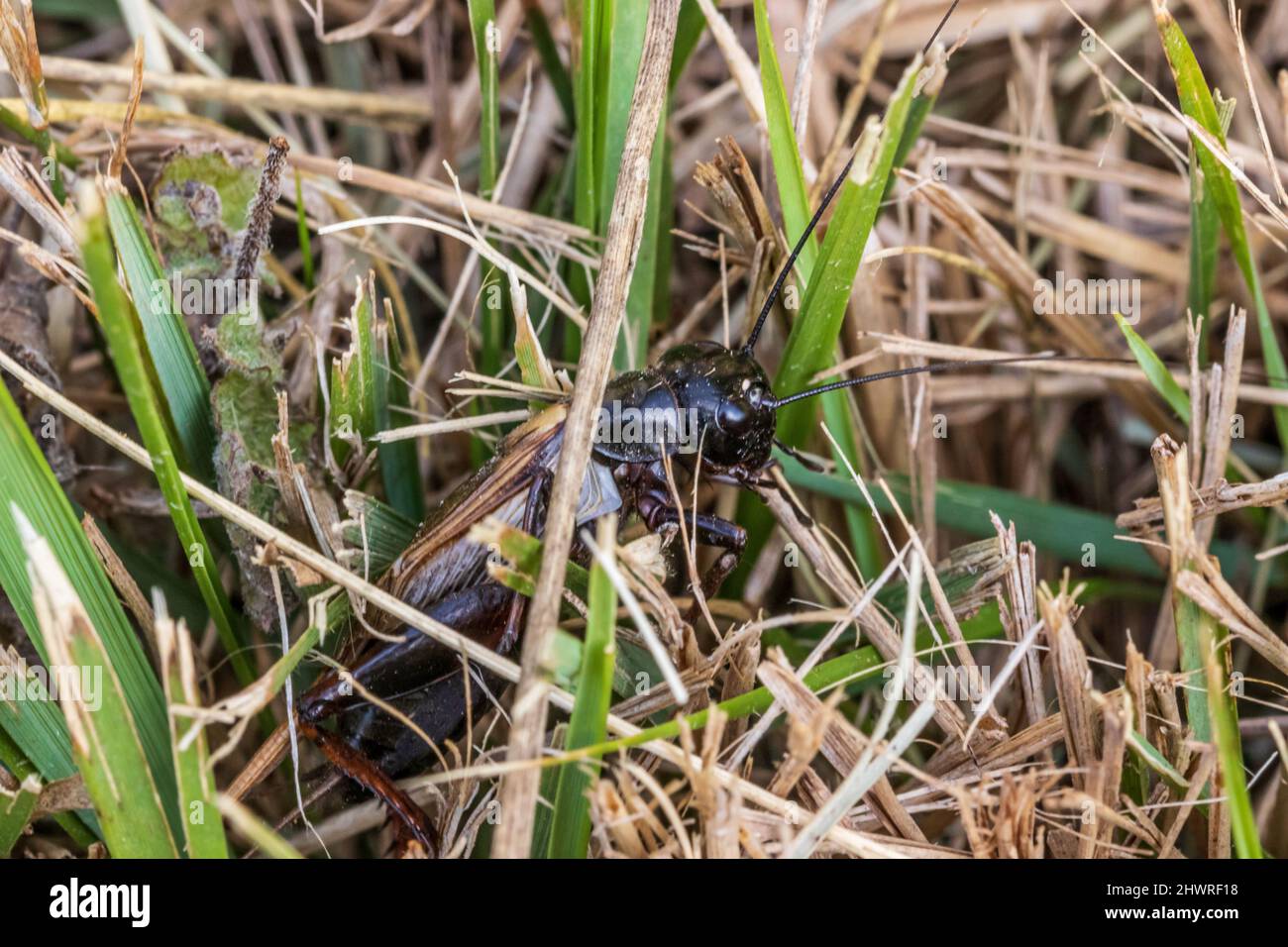 Gryllus bimaculatus, Mediterranean field cricket in Long Grass Stock Photo