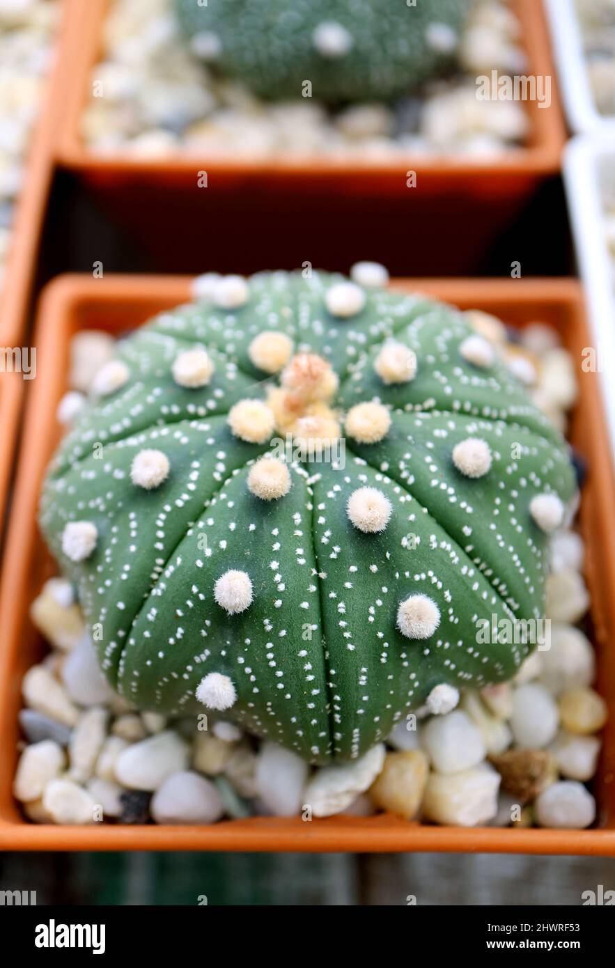 Closeup of Amazing Potted Astrophytum Asterias or Sand Dollar Cactus Plant Stock Photo