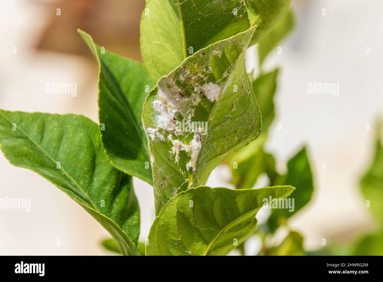 Pseudococcidae, Mealybugs on the Underside of a Lemon Tree Leaf Stock Photo